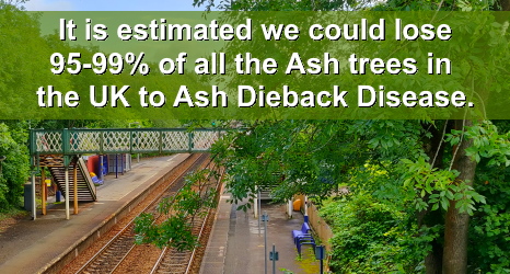 ash dieback loss