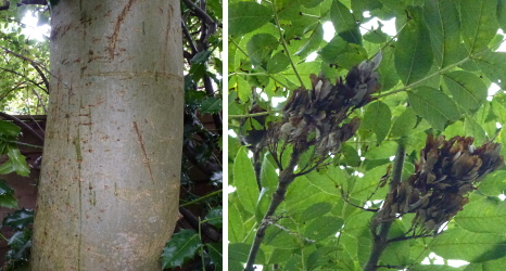 ash tree trunk and seed pods