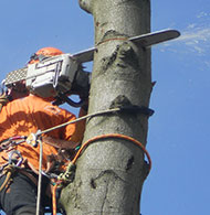 tree removal and felling services
