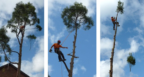 canopy and felling services