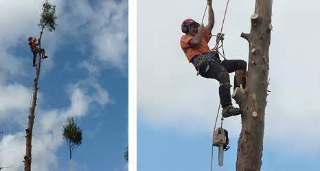 canopy and felling services