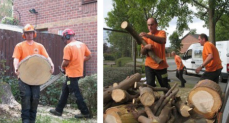 canopy and felling services