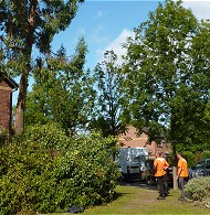 tree surveying undertaken