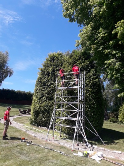 Trimming and shaping a large conifer tree in North Wales