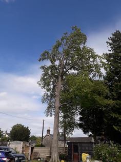 tree_management_of_large_beech_with_a_tree_preservation_order After