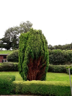 taking_down_and_removing_a_conifer After