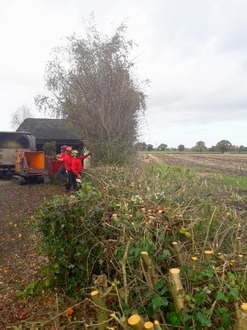 complete_hedge_tree_shrub_tidy_up After