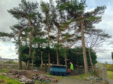 line_of_conifers_removed After