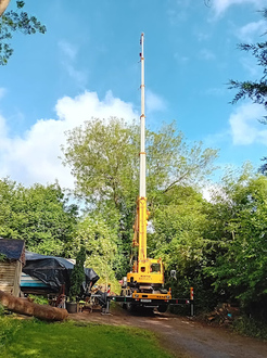 removal_of_large_ash_tree_infected_with_ash_die_back After