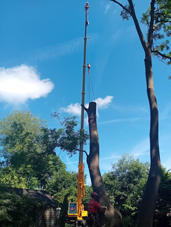 removal_of_large_ash_tree_infected_with_ash_die_back After