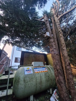 the_removal_of_several_conifer_limbs After