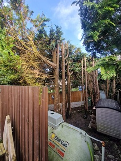 the_removal_of_several_conifer_limbs After