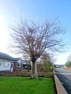 beech_reshape_and_hedge_reduction After