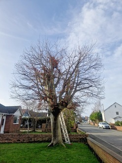 beech_reshape_and_hedge_reduction After