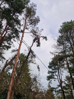 to_take_down_3_pines_and_cluster_of_hazels After