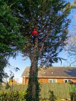 conifer_takedown_and_removal After